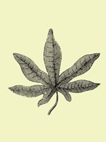 Vintage Leaf Fine Art Print