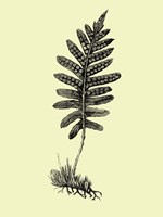 Floating Leaf Branch Fine Art Print