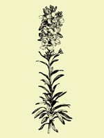 Floating Flower I Fine Art Print