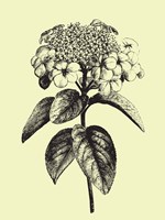 Floating Flower II Fine Art Print