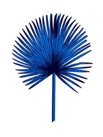 Blue Chamaerops Leaf Fine Art Print