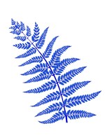Blue Leaf Plant Fine Art Print
