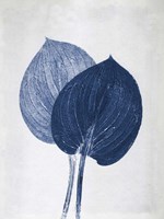 Hosta 2 Blue Fine Art Print