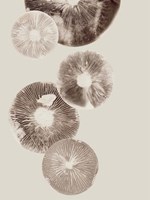 Mushroom 6 Light Brown Fine Art Print