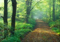 First Light Fine Art Print