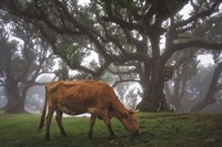 Cow in the Fog Fine Art Print