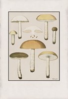 Mushroom Study Fine Art Print