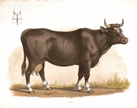 Clarabelle Fine Art Print