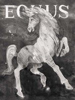Equus Stallion BW Fine Art Print