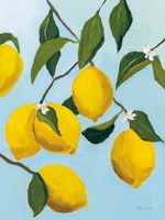 Lemon Tree Fine Art Print