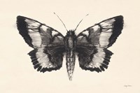 Moth V Fine Art Print