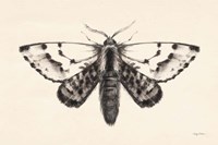 Moth IV Fine Art Print