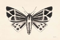 Moth III Fine Art Print