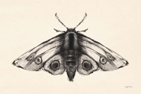 Moth II Fine Art Print