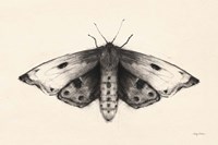 Moth I Fine Art Print