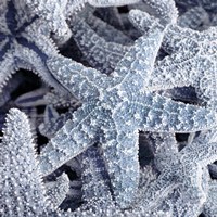 Starfish Beach 2 V3 Fine Art Print