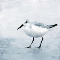 Sandpiper 2 Fine Art Print
