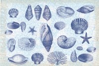 Casual Coastal Shells Fine Art Print