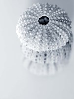 Urchins Fine Art Print