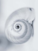 Moon Snail Fine Art Print