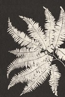 Vintage Ferns V Fine Art Print