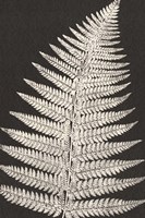 Vintage Ferns VII Fine Art Print