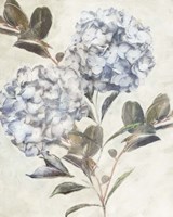 Twilight Hydrangea Fine Art Print