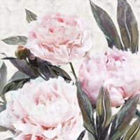 Bountiful Peonies IV Fine Art Print