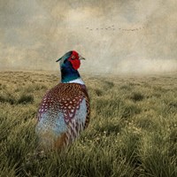 Have a Very Pheasant Day Fine Art Print