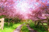 Cherry Blossom Lane Framed Print
