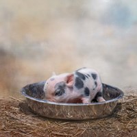 This Little Piggy Fine Art Print