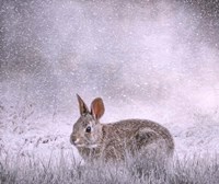 Snow Hopper Fine Art Print