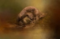 Otter Curiosity Fine Art Print