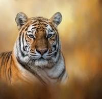 Tiger Queen Fine Art Print