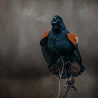 Bird Breath Fine Art Print