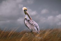 Pelican Way Fine Art Print