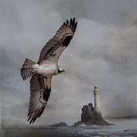 Fly By Fine Art Print