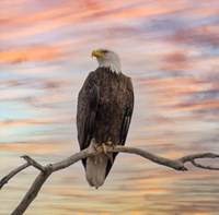 Sky Hunter Fine Art Print