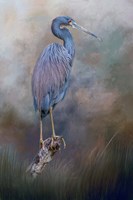 Tri-Colored Beauty Fine Art Print