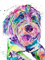 Colorful Bernedoodle Fine Art Print