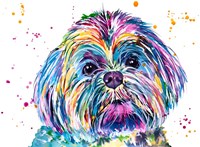 Casper the Shih Tzu Fine Art Print