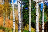 Aspen Grove Fine Art Print