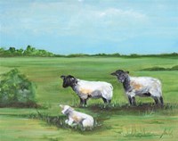Sheep Trio Fine Art Print