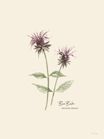 Bee Balm Framed Print