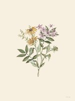 Botanical Mix I Framed Print