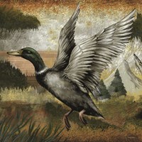 Mallard Duck Fine Art Print