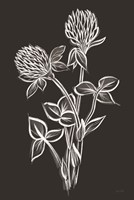 Clover Sketch I Framed Print