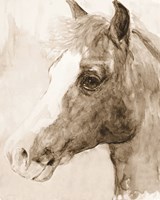 Shadow Fine Art Print