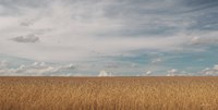 Golden Summer Field Fine Art Print