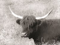 Highland Cow in Spring Fine Art Print